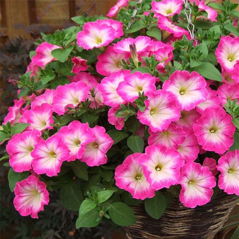 Petunia Corona Rose Rim (Hafen)