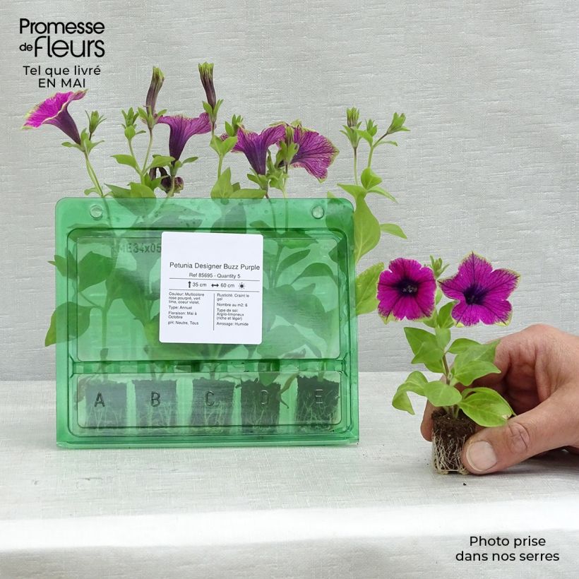Exemplar von Petunia Designer Buzz Purple Mini-Plug Ø 1,5/2,5 cm wie im Frühjahr geliefert