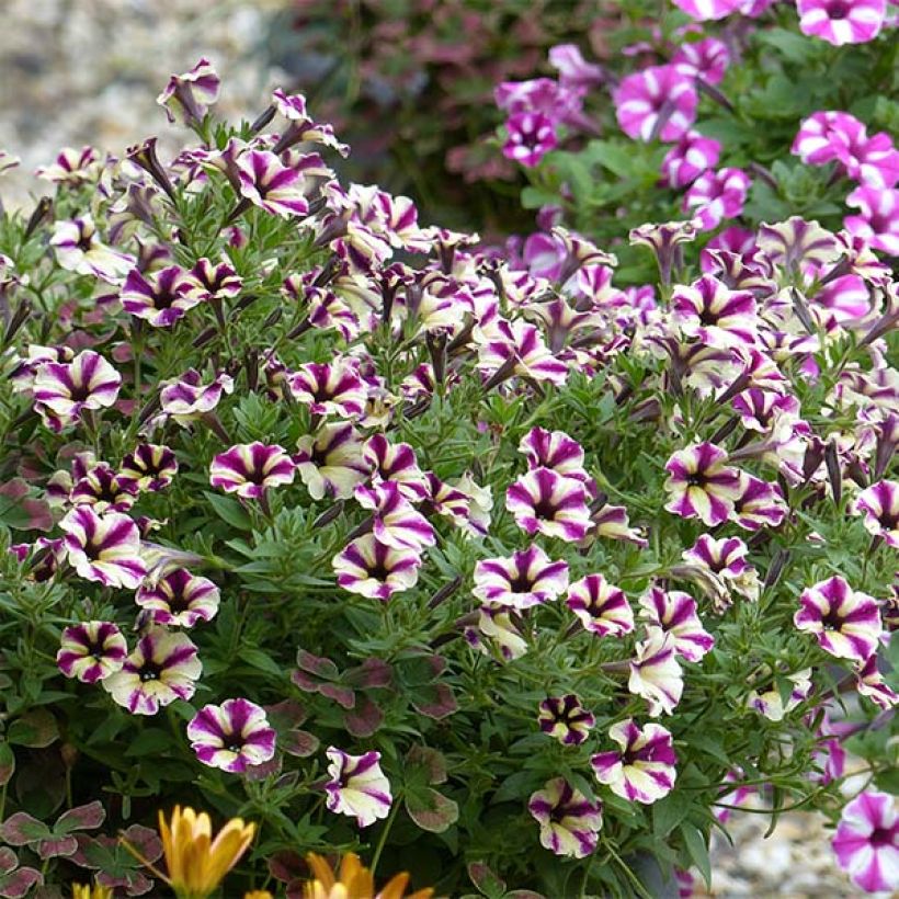 Petunia Dreamstar (Hafen)