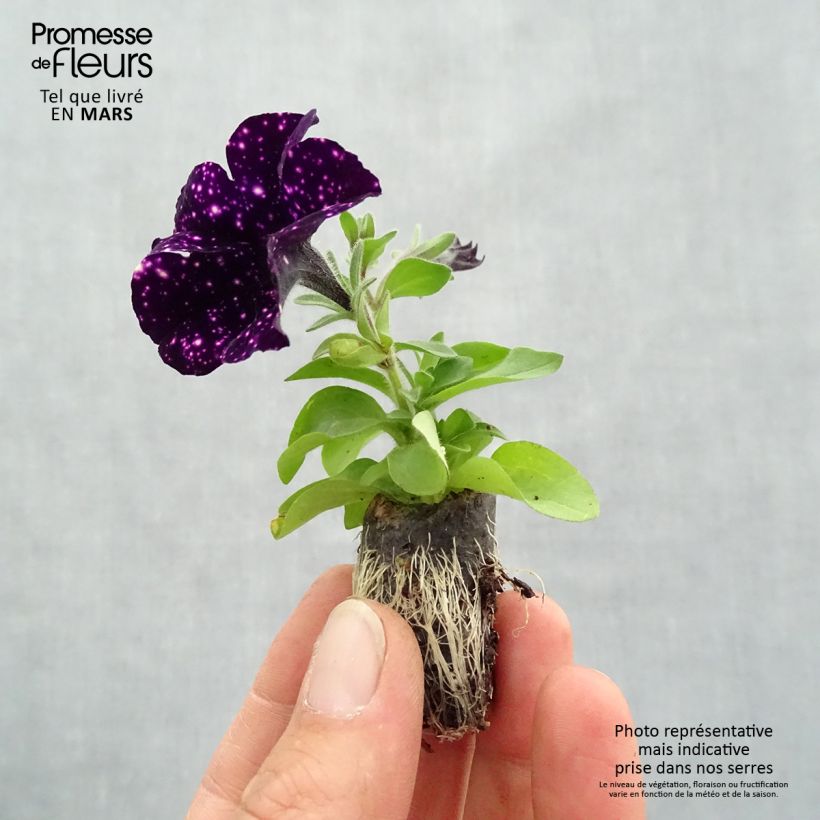 Exemplar von Petunia Mystery Sky Mini-Plug Ø 1,5/2,5 cm wie im Frühjahr geliefert