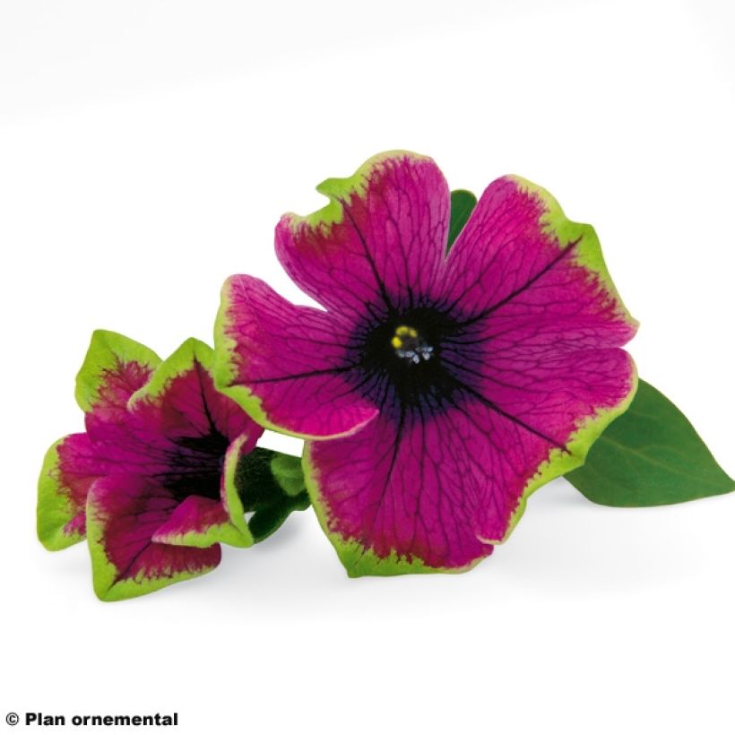 Petunia Pretty Much Picasso (Blüte)