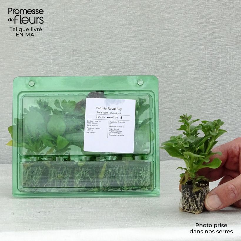 Exemplar von Petunia Royal Sky Mini-Plug Ø 3/4 cm wie im Frühjahr geliefert