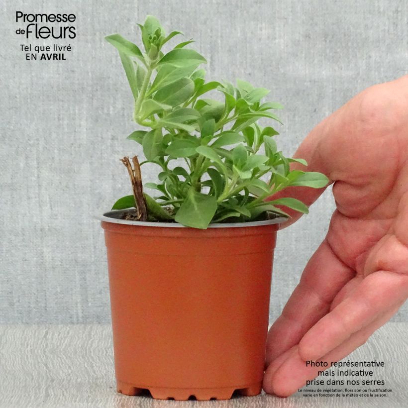 Exemplar von Petunia Supertunia Bordeaux Topf 10 cm/11cm wie im Frühjahr geliefert