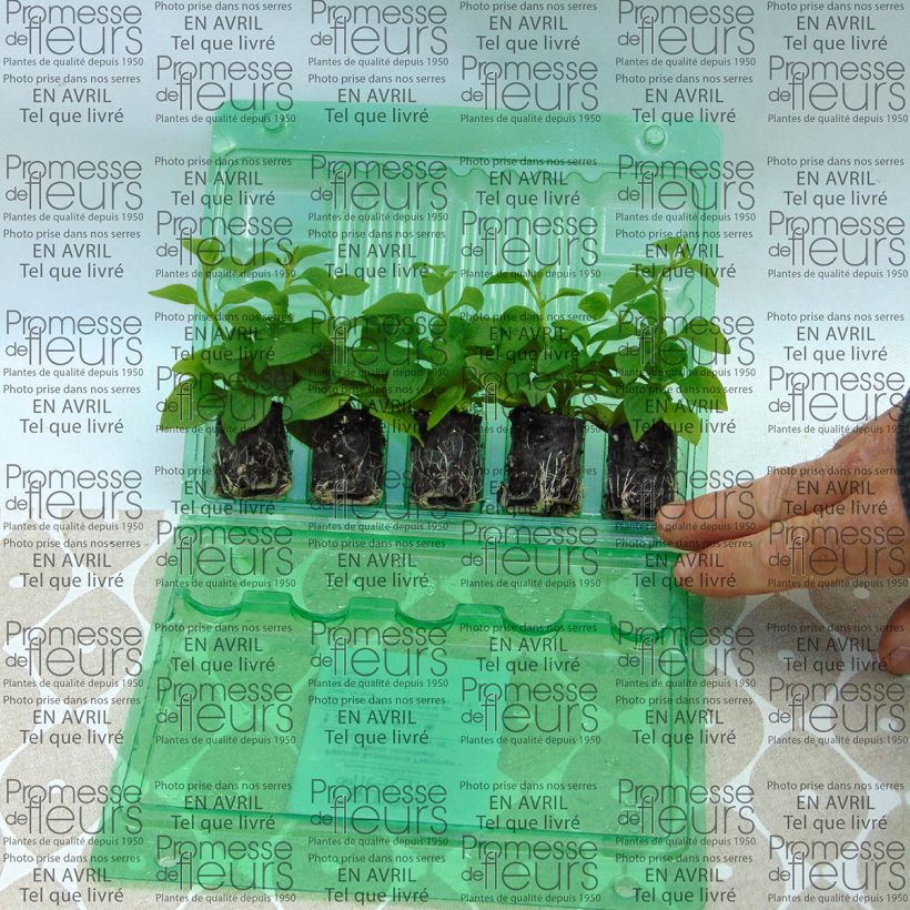 Beispiel eines Exemplars von Petunia Supertunia Vista Bubblegum Mini-Plug Ø 3/4 cm wie geliefert