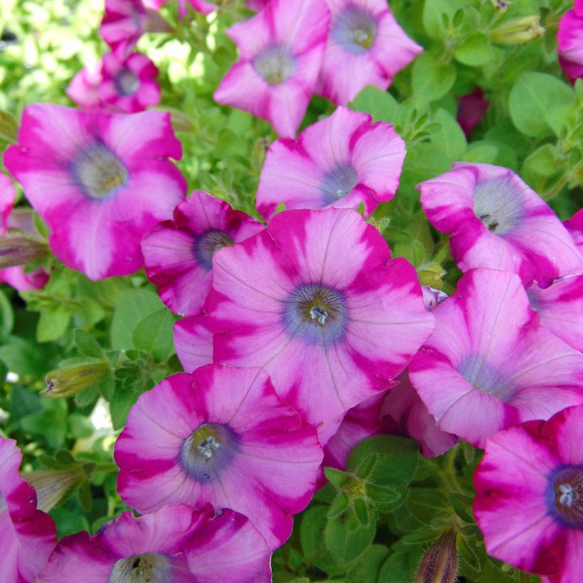 Petunia Supertunia Mini Blast Rose (Blüte)