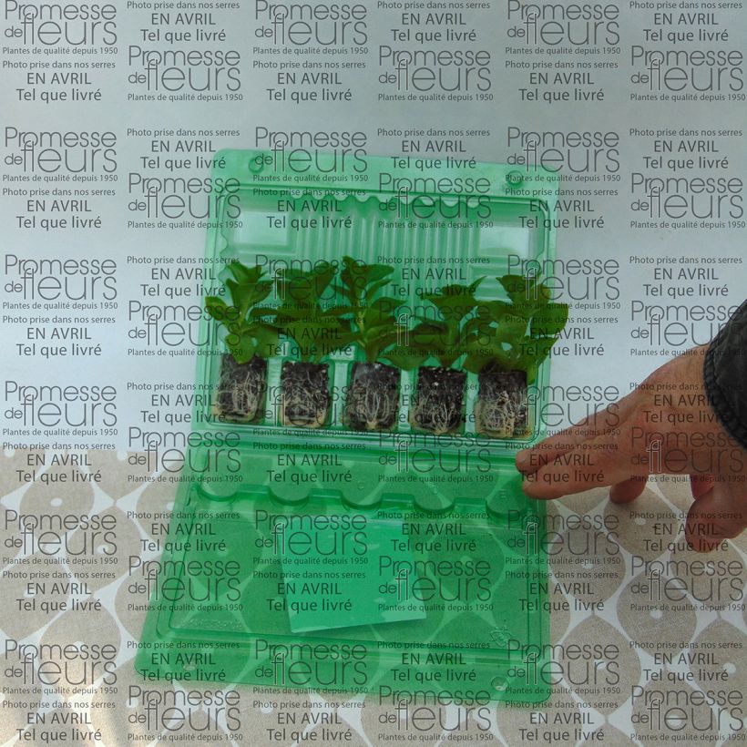 Beispiel eines Exemplars von Petunia Supertunia Raspberry Blast Mini-Plug Ø 3/4 cm wie geliefert