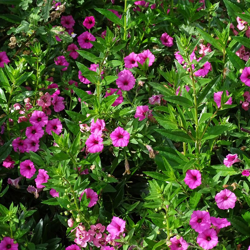 Petunia Supertunia Vista Bubblegum (Hafen)
