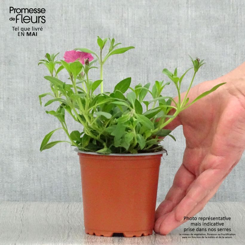 Exemplar von Petunia Supertunia Vista Fuchsia Topf 10 cm/11cm wie im Frühjahr geliefert
