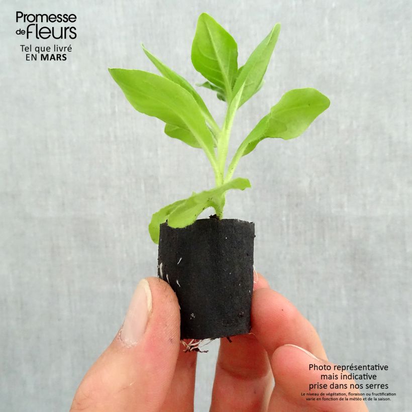 Exemplar von Petunia surfinia Giant Blue Mini-Plug Ø 3/4 cm wie im Frühjahr geliefert