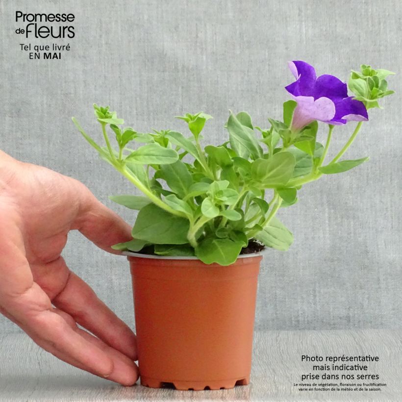 Exemplar von Petunia surfinia Giant Blue Kleine Töpfe von 8/9 cm wie im Frühjahr geliefert