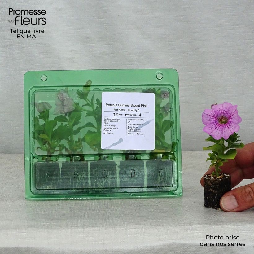 Exemplar von Petunia surfinia Sweet Pink Mini-Plug Ø 3/4 cm wie im Frühjahr geliefert