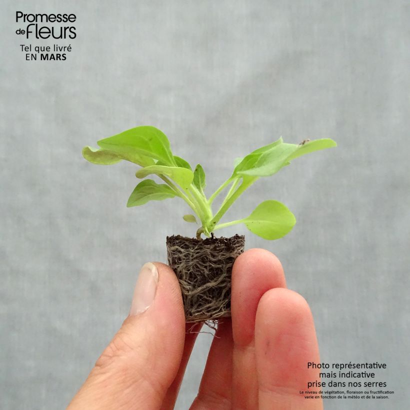 Exemplar von Petunia Tidal Wave F1 Cherry Mini-Plug Ø 3/4 cm wie im Frühjahr geliefert