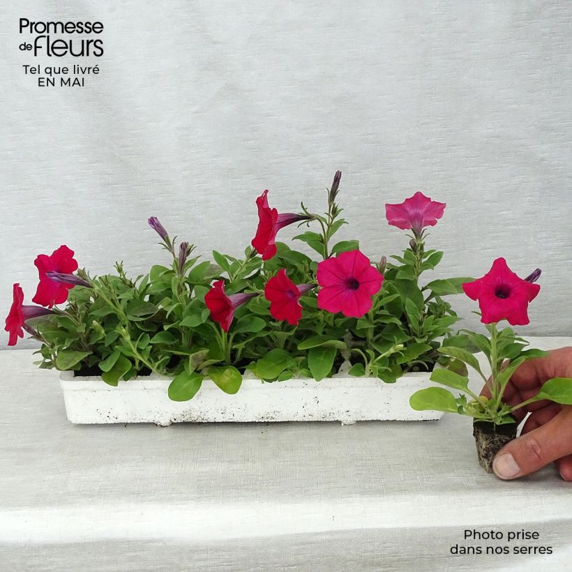 Exemplar von Petunia Tidal Wave F1 Cherry Jardi-Plug: Wurzelballen 3,8 cm x 3,2 cm in Anzuchtplatte à 15 Stück. wie im Frühjahr geliefert
