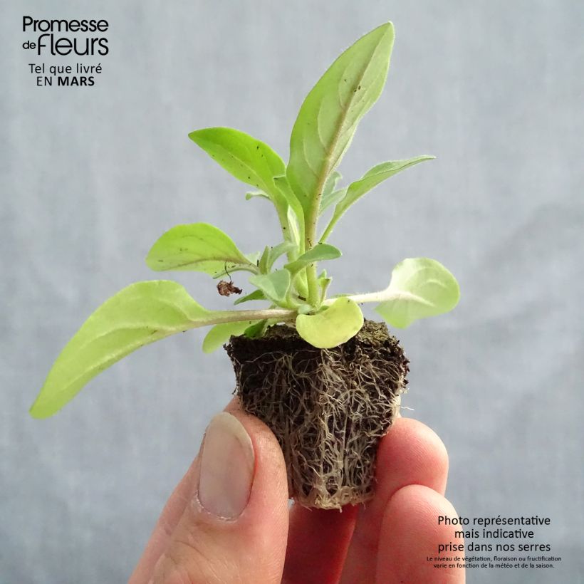 Exemplar von Petunia Tidal Wave F1 Silver Jardi-Plug: Wurzelballen 3,8 cm x 3,2 cm in Anzuchtplatte à 15 Stück. wie im Frühjahr geliefert