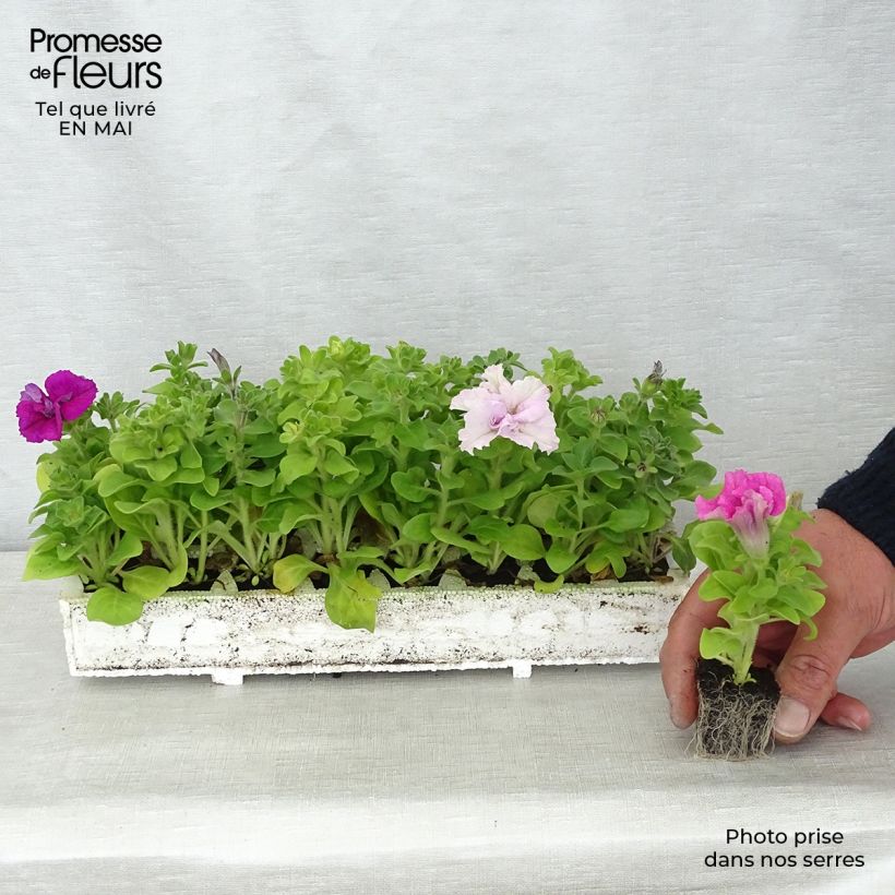 Exemplar von Petunia surfinia Cassandra Mix Jardi-Plug: Wurzelballen 3,8 cm x 3,2 cm in Anzuchtplatte à 15 Stück. wie im Frühjahr geliefert
