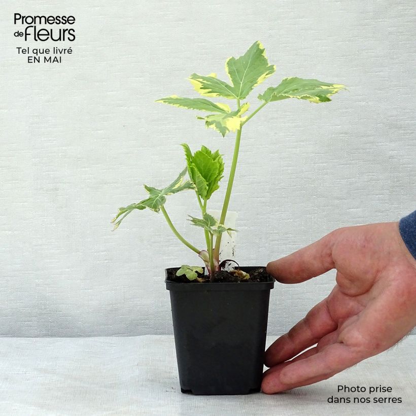 Exemplar von Peucedanum ostruthium Daphnis - Meisterwurz Kleine Töpfe von 8/9 cm wie im Frühjahr geliefert