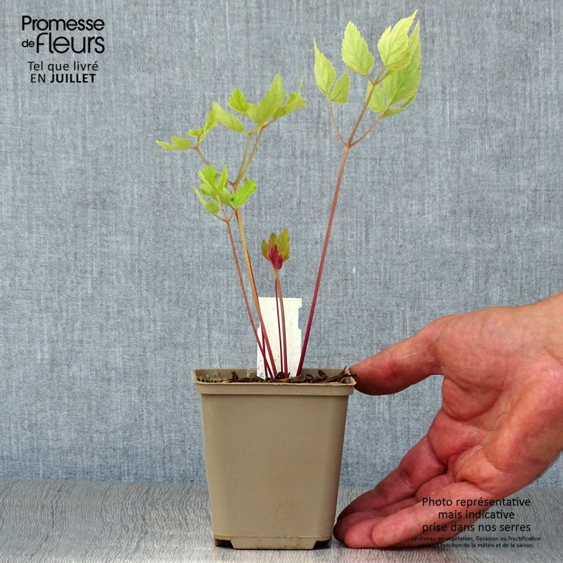 Exemplar von Riesen-Haarstrang - Peucedanum verticillare Kleine Töpfe von 8/9 cm wie im Sommer geliefert