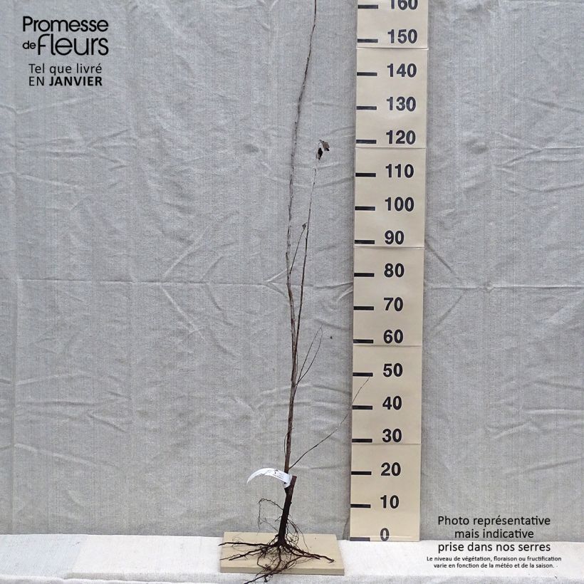 Exemplar von Silber-Pappel Nivea - Populus alba Wurzelnackt wie im Winter geliefert