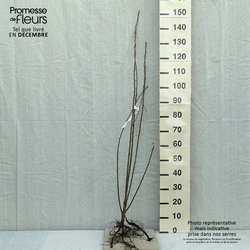 Exemplar von Pyramidenpappel Italica - Populus nigra WurzelnacktGelieferte Höhe ca. 125/150cm wie im Winter geliefert
