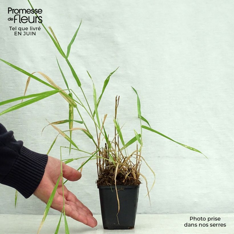 Exemplar von Phalaris arundinaceae - Rohr-Glanzgras Kleine Töpfe von 8/9 cm wie im Sommer geliefert