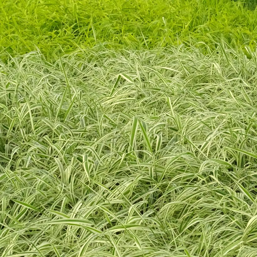 Phalaris arundinacea Picta - Rohr-Glanzgras (Hafen)