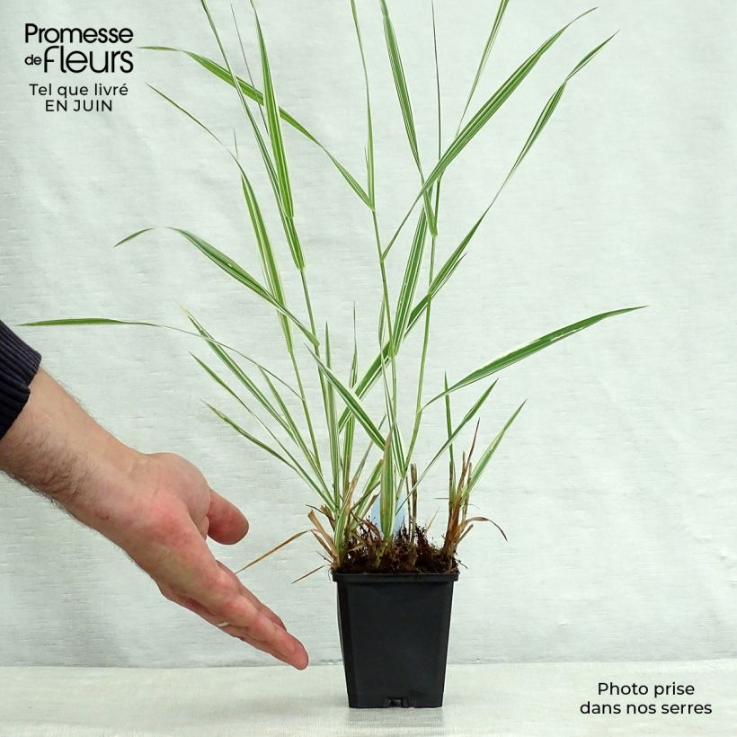 Exemplar von Phalaris arundinacea Picta - Rohr-Glanzgras Kleine Töpfe von 8/9 cm wie im Sommer geliefert