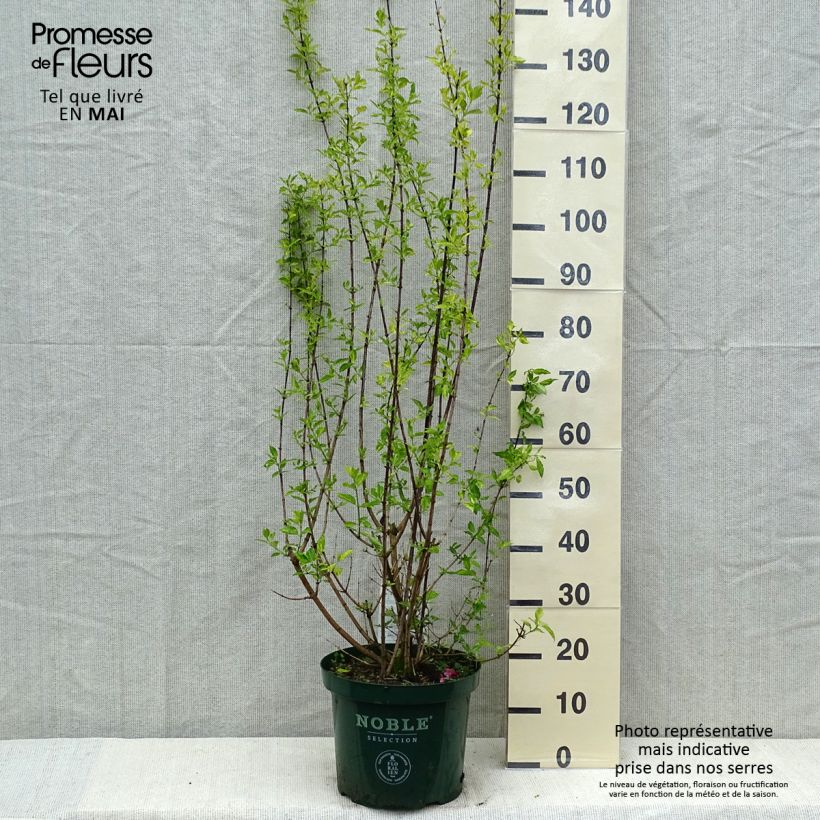 Exemplar von Lemoines Pfeifenstrauch Innocence - Philadelphus lemoinei Topf mit 7,5L/10L wie im Frühjahr geliefert