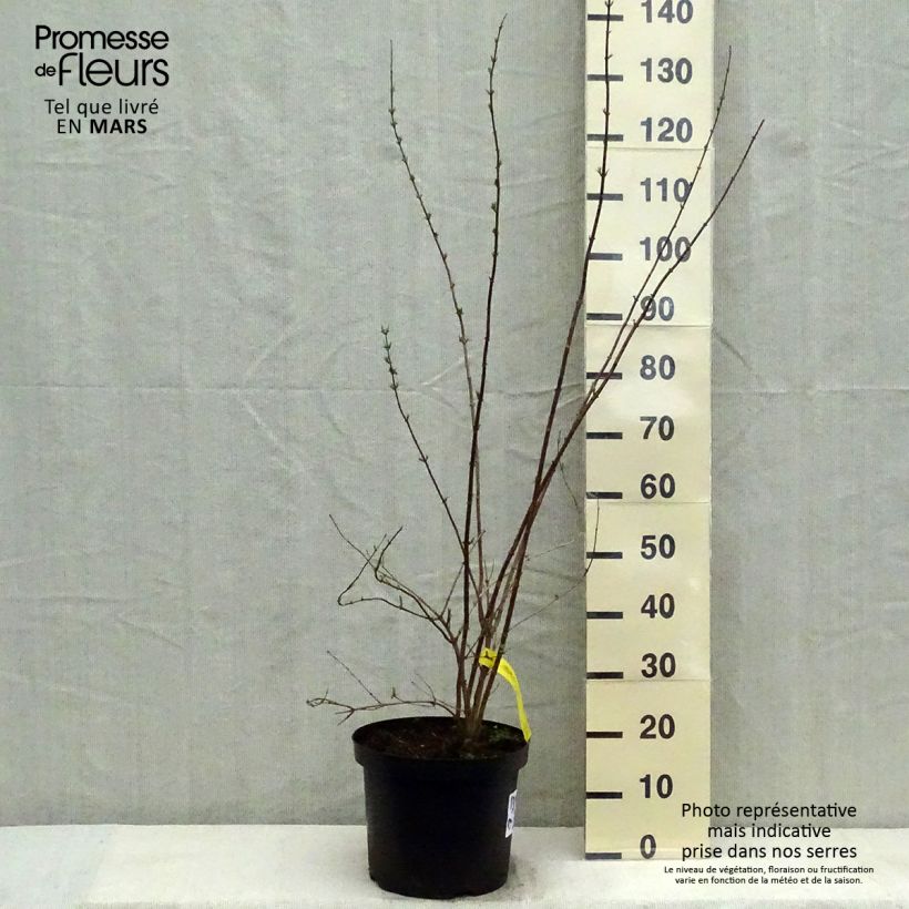 Exemplar von Pfeifenstrauch Pearls of Perfume - Philadelphus Topf mit 4L/5LGelieferte Höhe ca. 60/80cm wie im Frühjahr geliefert