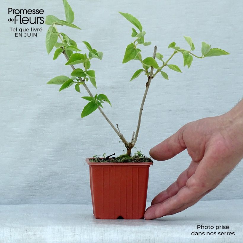Exemplar von Europäischer Pfeifenstrauch - Philadelphus coronarius Kleine Töpfe von 8/9 cm wie im Sommer geliefert