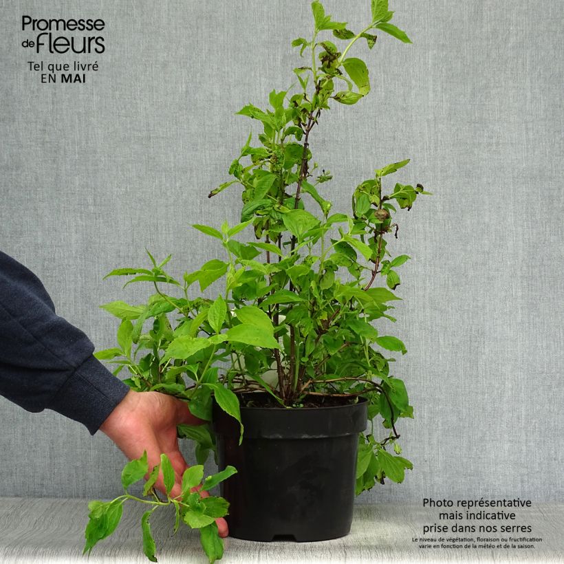 Exemplar von Europäischer Pfeifenstrauch - Philadelphus coronarius Topf mit 2L/3L wie im Frühjahr geliefert