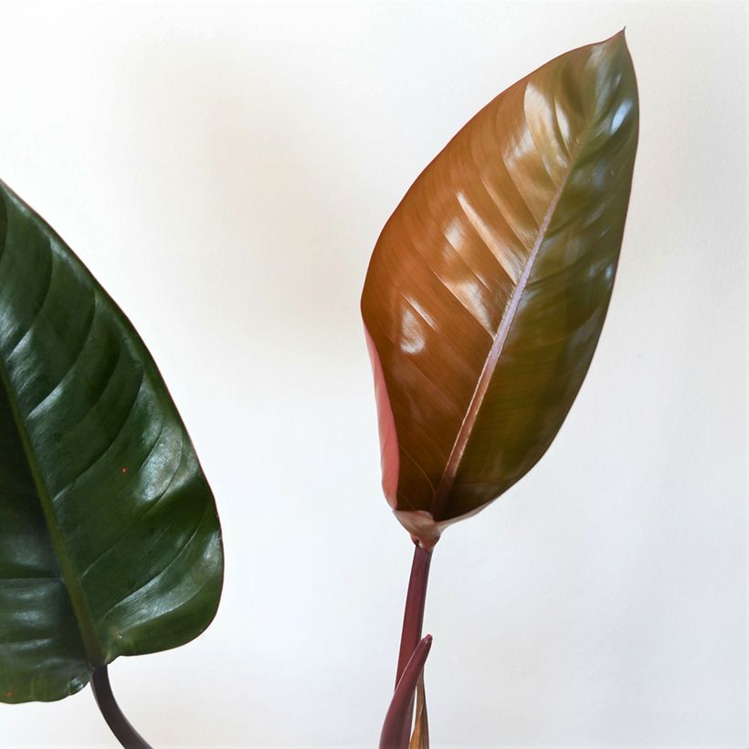 Philodendron Red Congo (Laub)