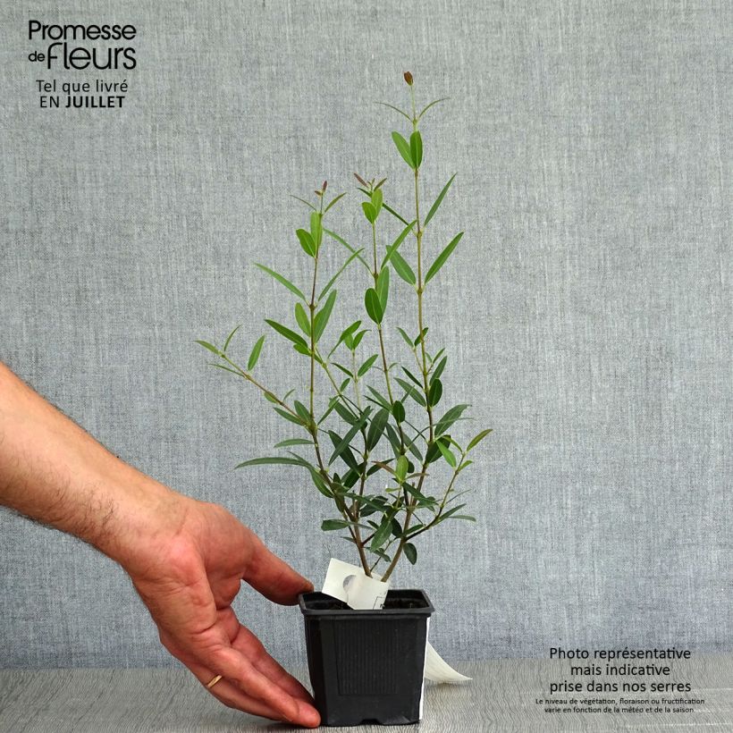 Exemplar von Phillyrea Rosmarinifolia Kleine Töpfe von 8/9 cm wie im Sommer geliefert