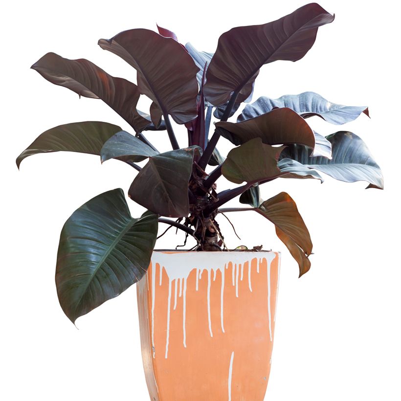 Philodendron Black Cardinal (Hafen)