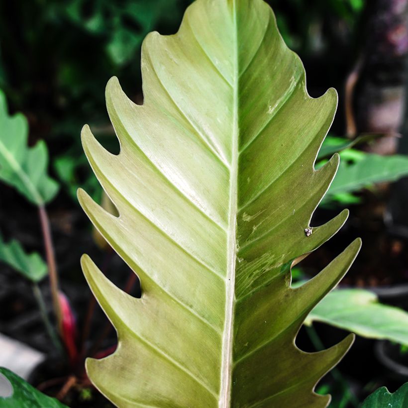 Philodendron Caramel Pluto (Laub)