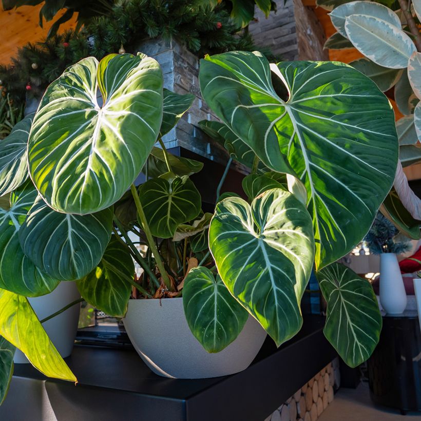 Philodendron gloriosum (Hafen)