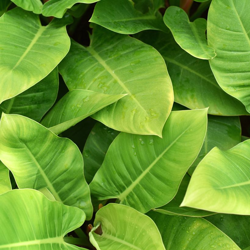 Philodendron Imperial Green (Laub)