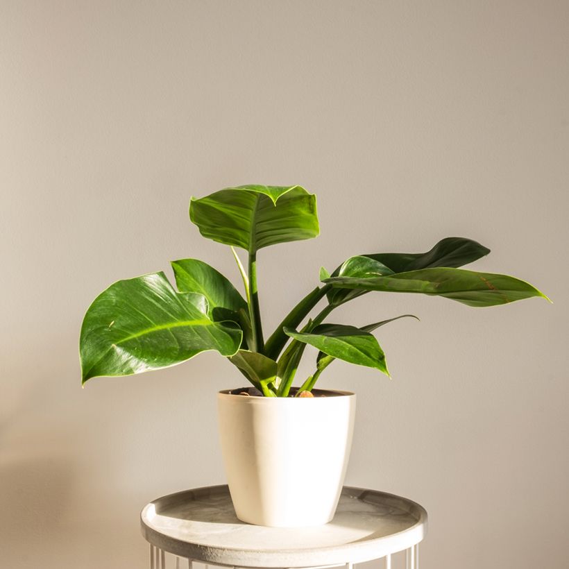 Philodendron Imperial Green (Hafen)