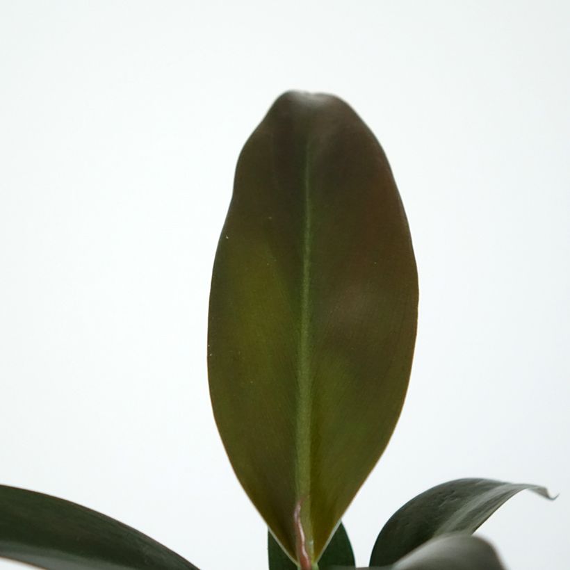 Philodendron Imperial Red (Laub)