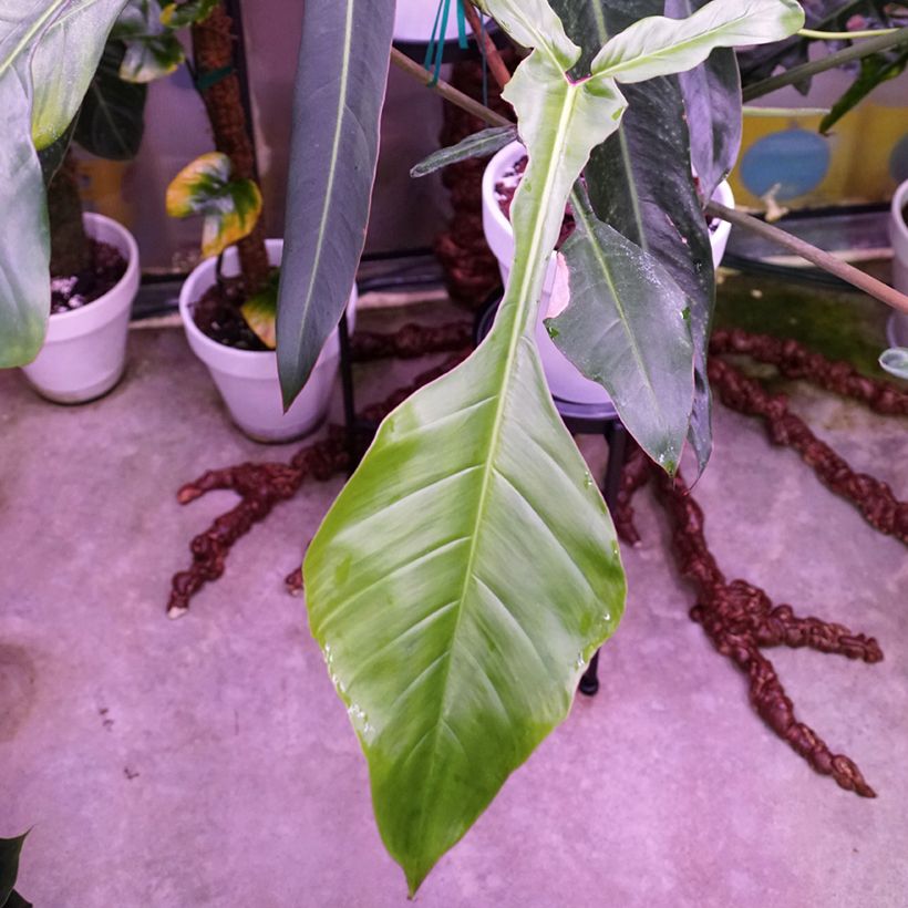 Philodendron x joepii (Laub)