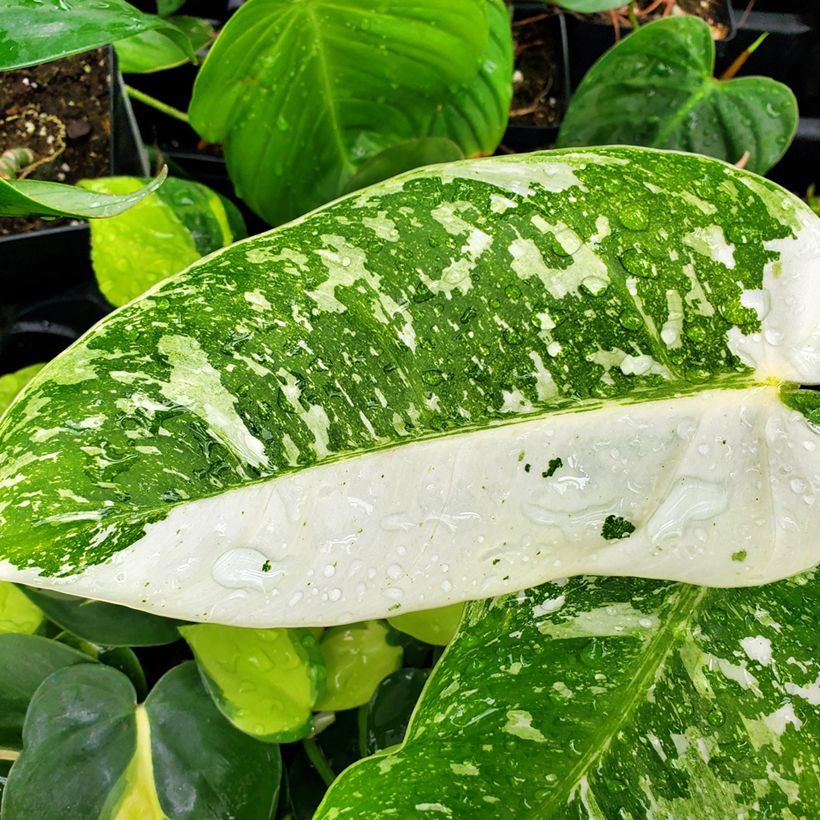 Philodendron Jose Buono (Laub)