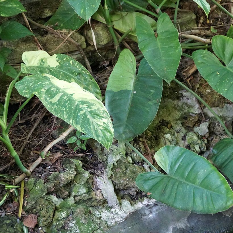 Philodendron Jose Buono (Hafen)