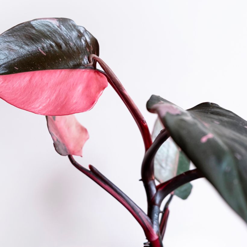Philodendron Pink Marble (Laub)