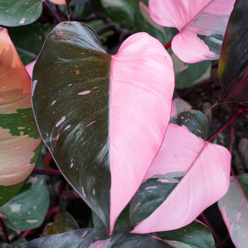 Philodendron Pink Princess (Laub)