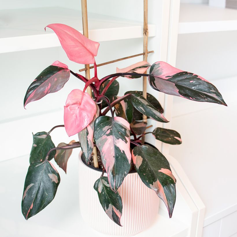 Philodendron Pink Princess (Hafen)