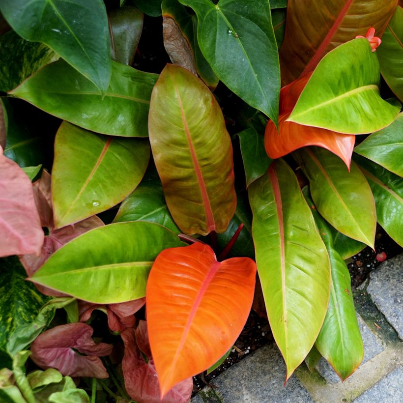 Philodendron Prince of Orange (Hafen)