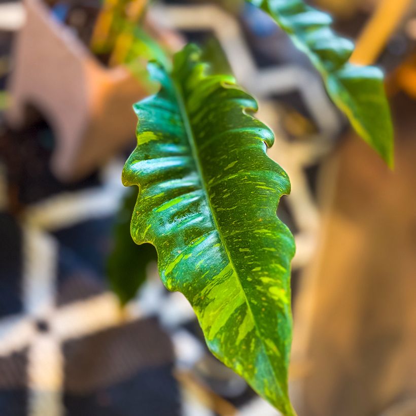 Philodendron Ring of Fire (Laub)