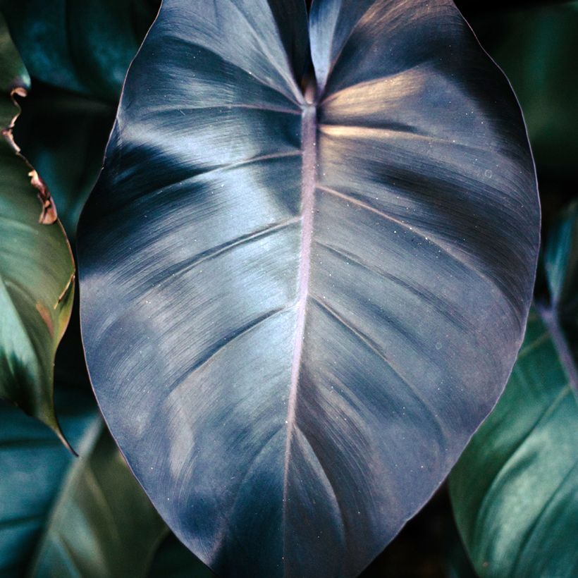 Philodendron Royal Queen (Laub)