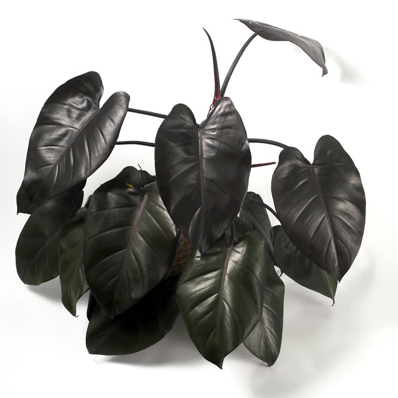 Philodendron Royal Queen (Hafen)