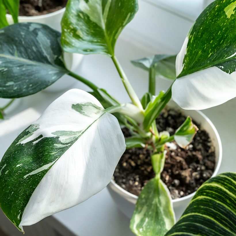 Philodendron White Princess (Laub)