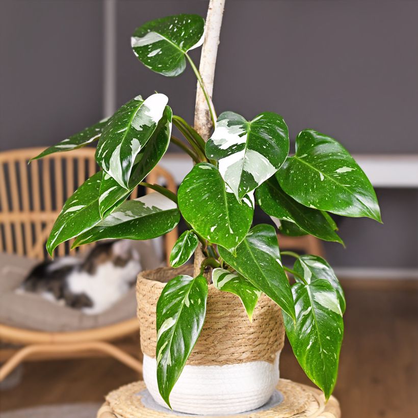 Philodendron White Princess (Hafen)